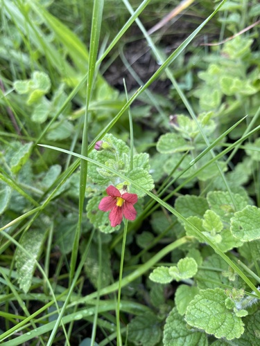 Jamesbrittenia breviflora (Jamesbrittenia breviflora)