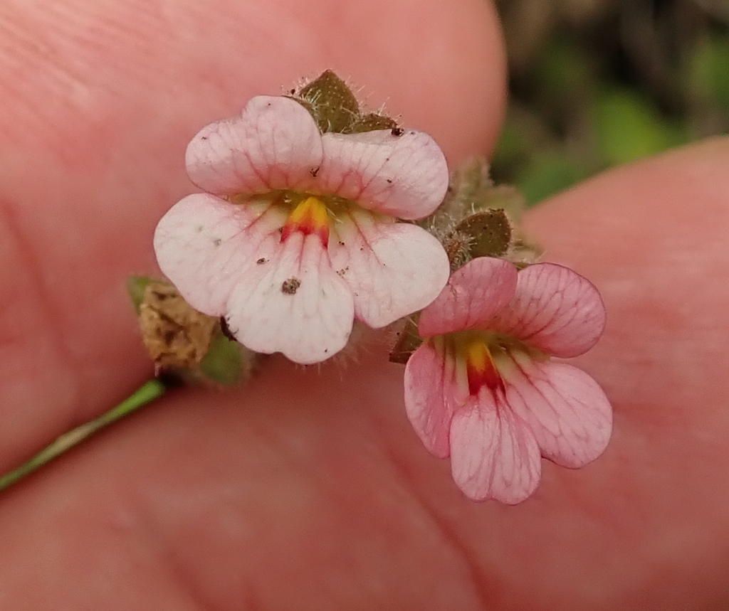 Jamesbrittenia breviflora (Jamesbrittenia breviflora)