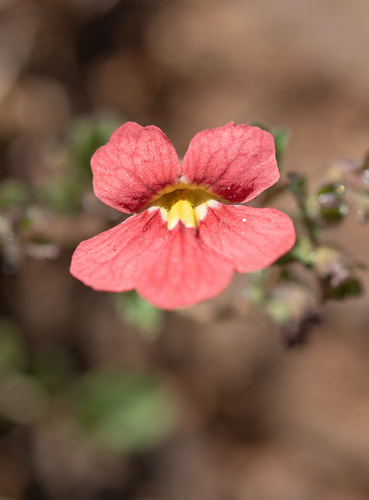 Jamesbrittenia breviflora (Jamesbrittenia breviflora)