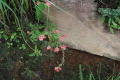 Jamesbrittenia breviflora (Jamesbrittenia breviflora)
