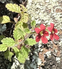 Jamesbrittenia breviflora (Jamesbrittenia breviflora)
