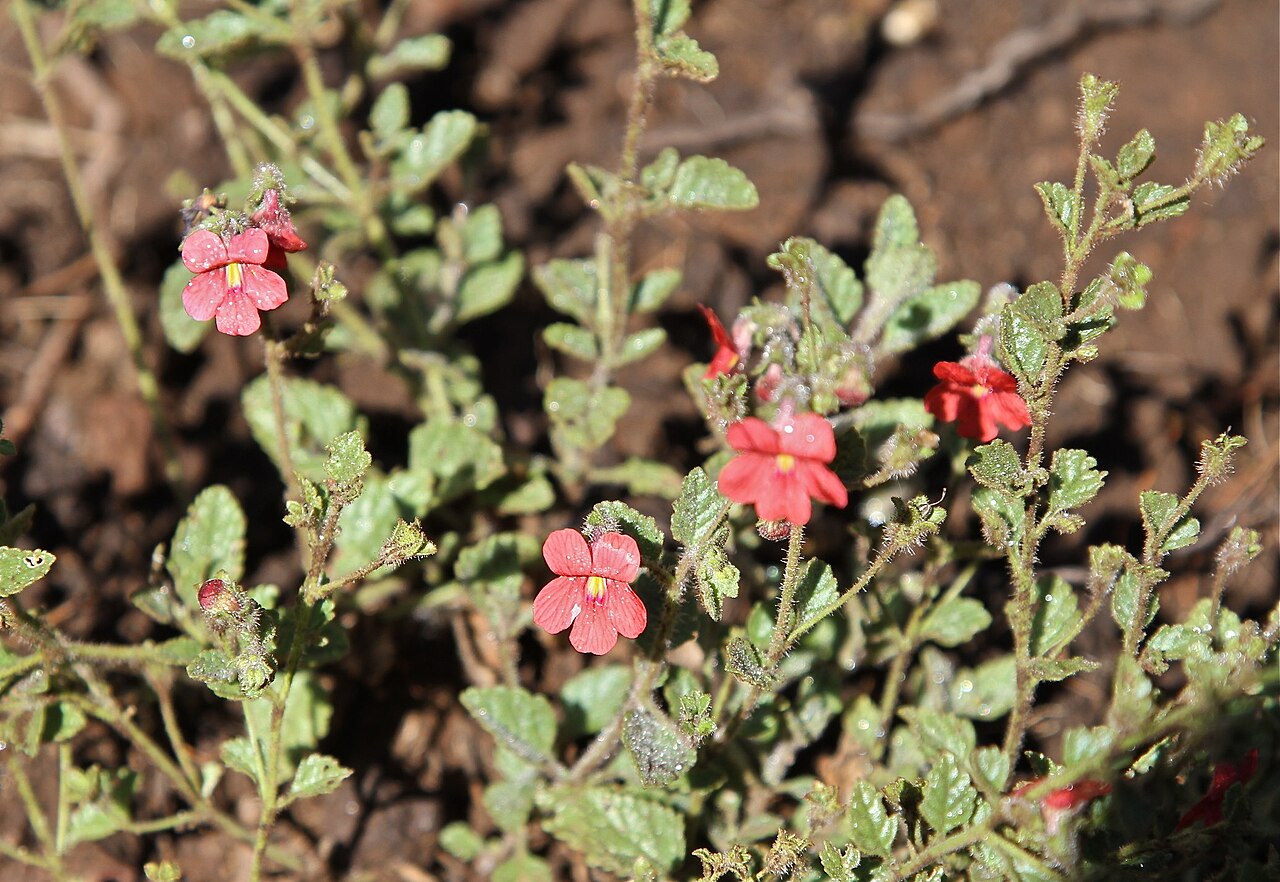 Jamesbrittenia breviflora: Lesotho, Drakenberg mountains