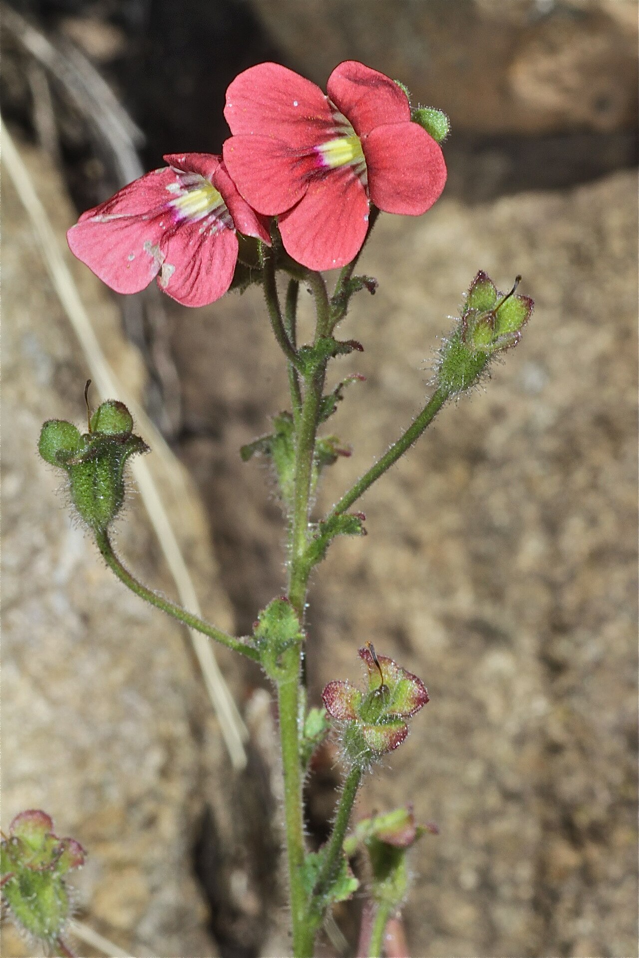 Jamesbrittenia breviflora: Lesotho, Drakenberg mountains