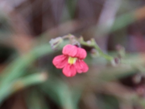 Jamesbrittenia breviflora (Jamesbrittenia breviflora)