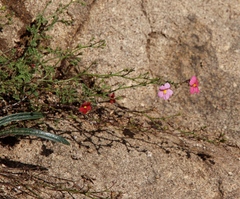Jamesbrittenia breviflora (Jamesbrittenia breviflora)