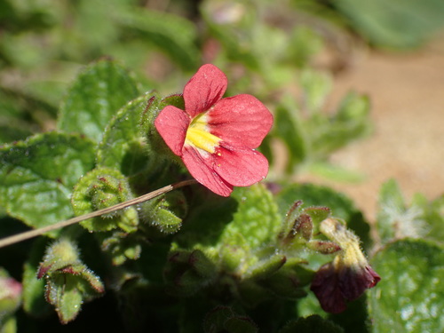Jamesbrittenia breviflora (Jamesbrittenia breviflora)
