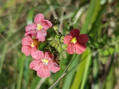 Jamesbrittenia breviflora (Jamesbrittenia breviflora)