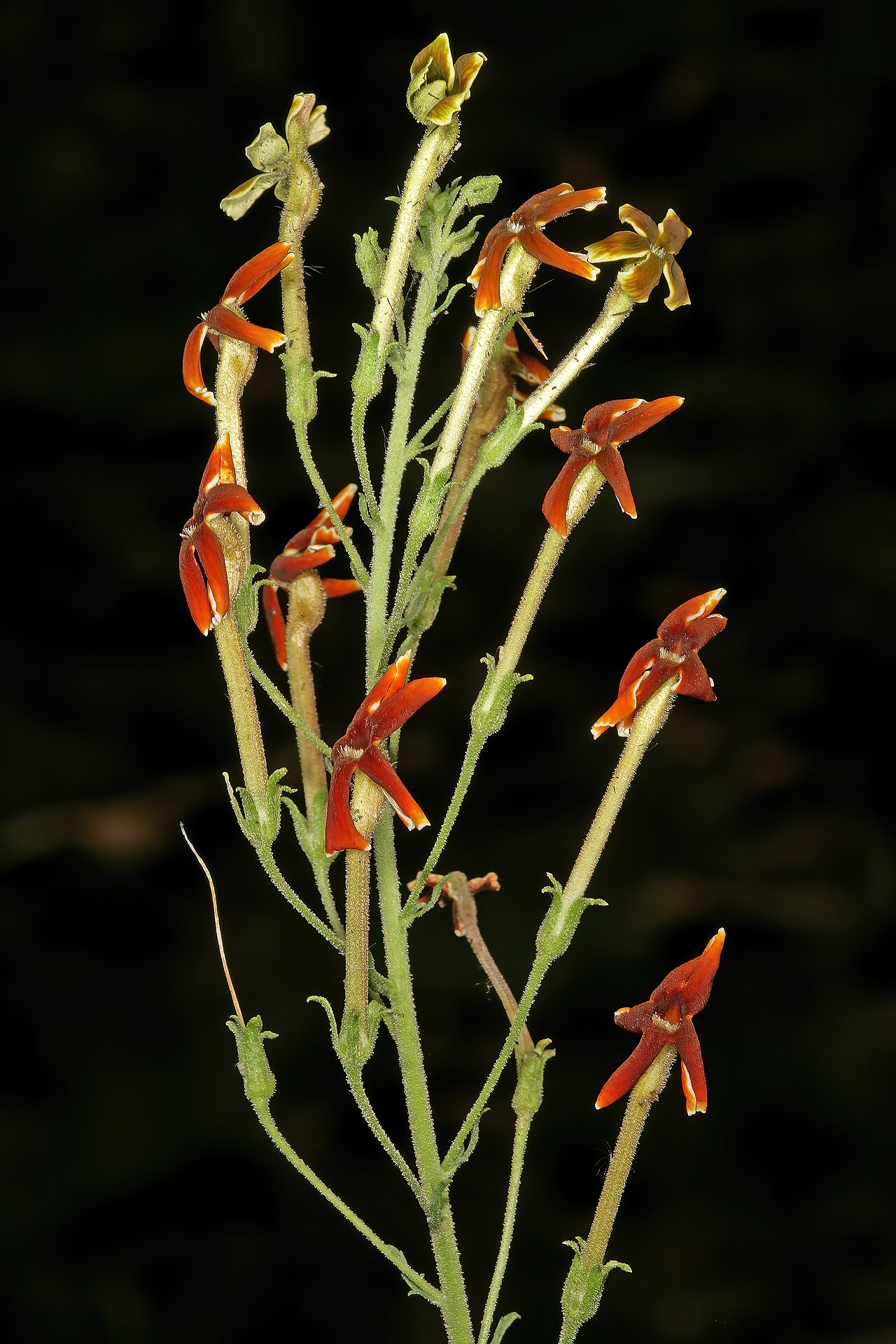 Jamesbrittenia burkeana: Jamesbrittenia burkeana , flowers; recently burned grassland on dolomite, Doornkloof, Irene, Gauteng, South Africa