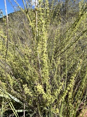 Jamesbrittenia burkeana (Jamesbrittenia burkeana)