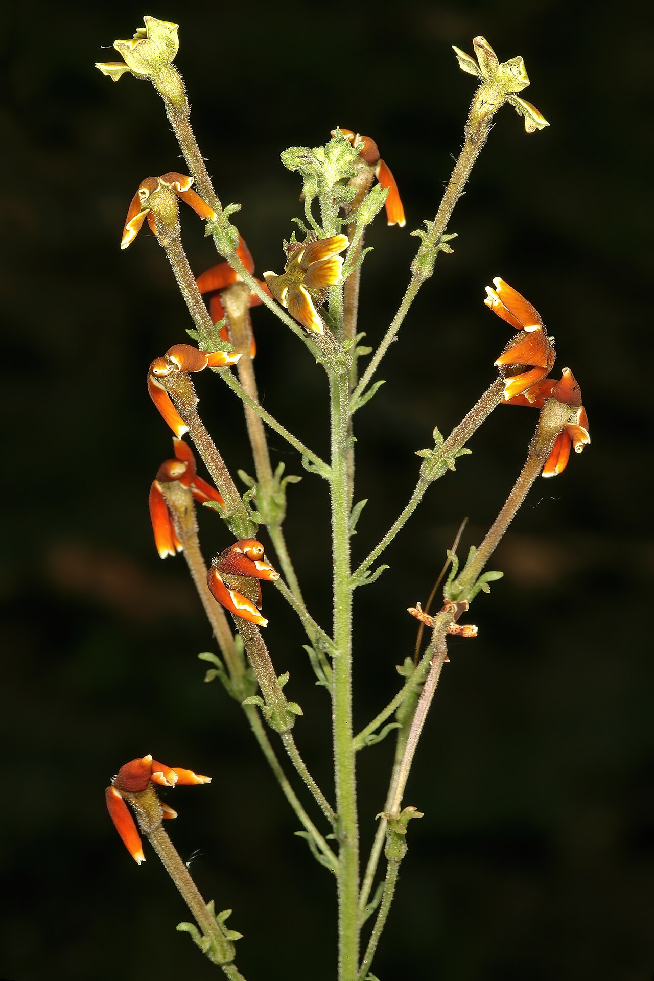 Jamesbrittenia burkeana: Jamesbrittenia burkeana , flowers; recently burned grassland on dolomite, Doornkloof, Irene, Gauteng, South Africa