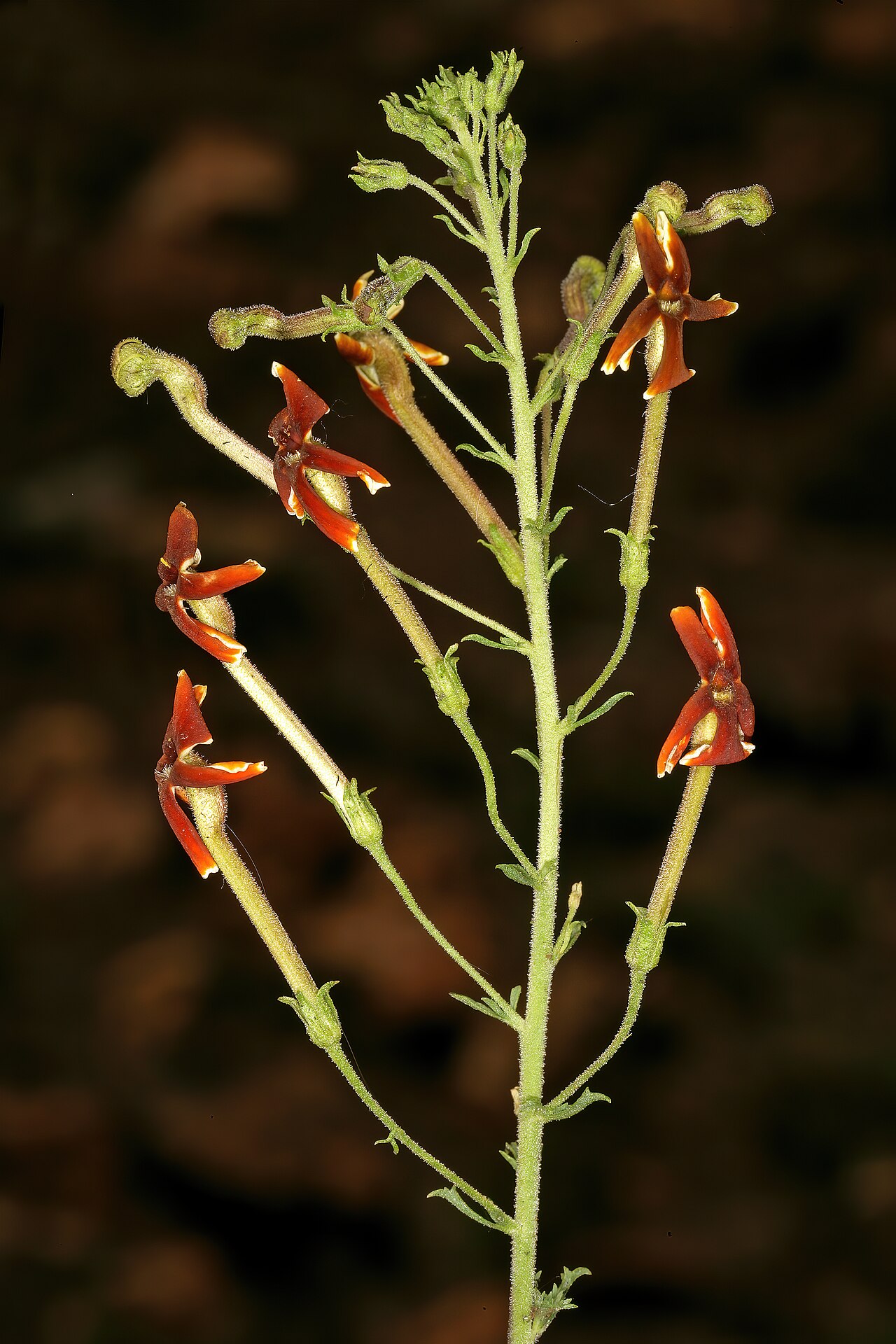 Jamesbrittenia burkeana: Jamesbrittenia burkeana , flowers; recently burned grassland on dolomite, Doornkloof, Irene, Gauteng, South Africa