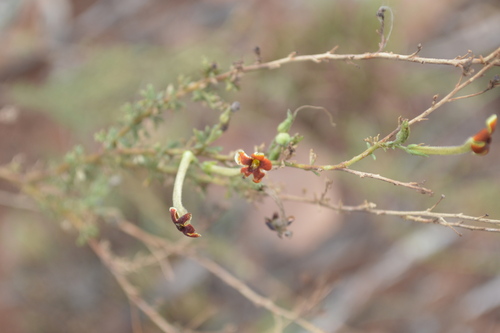 Jamesbrittenia burkeana (Jamesbrittenia burkeana)