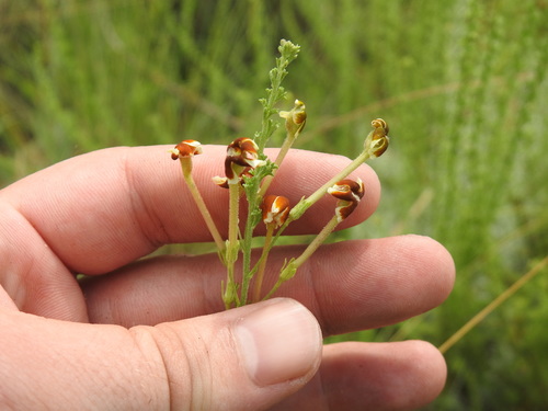 Jamesbrittenia burkeana (Jamesbrittenia burkeana)