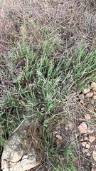 Jamesbrittenia burkeana (Jamesbrittenia burkeana)