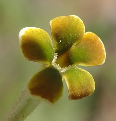 Jamesbrittenia burkeana (Jamesbrittenia burkeana)