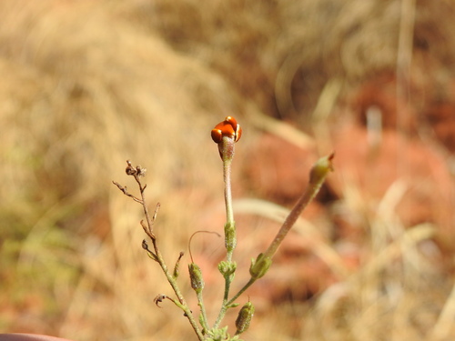 Jamesbrittenia burkeana (Jamesbrittenia burkeana)