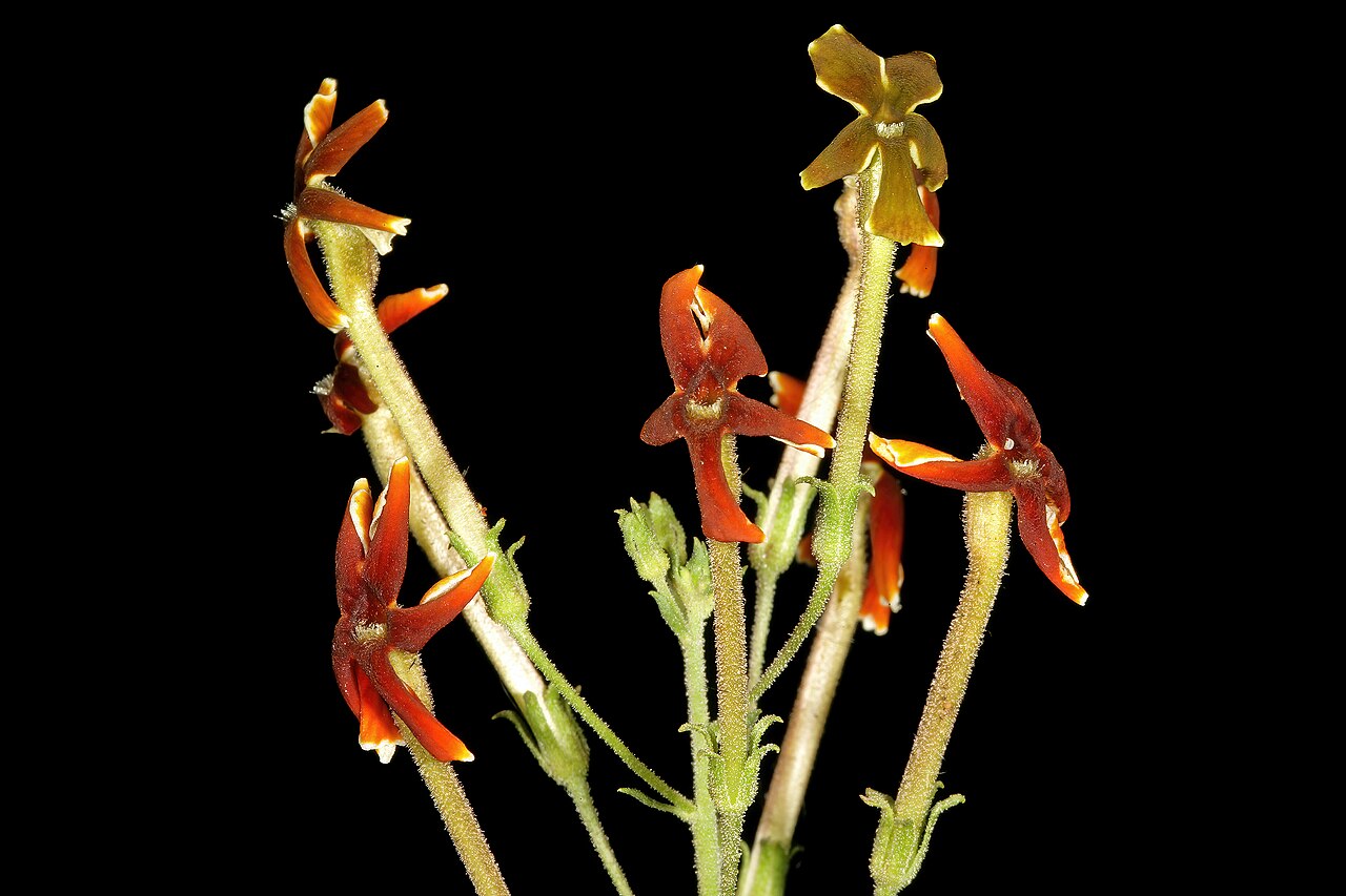 Jamesbrittenia burkeana: Jamesbrittenia burkeana , flowers; recently burned grassland on dolomite, Doornkloof, Irene, Gauteng, South Africa