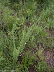 Jamesbrittenia burkeana (Jamesbrittenia burkeana)