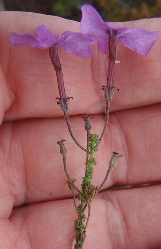 Jamesbrittenia calciphila (Jamesbrittenia calciphila)