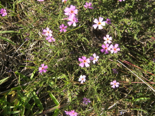 Jamesbrittenia calciphila (Jamesbrittenia calciphila)