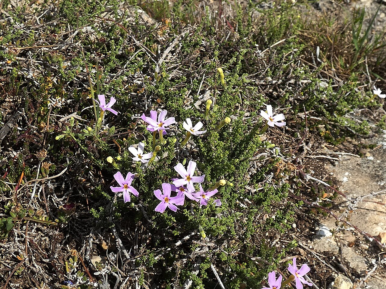 Jamesbrittenia calciphila: Jamesbrittenia calciphila , photographed by Ronald Flipphi, on 5 September 2017, at the Western portion of De Hoop Nature Reserve, Bredasdorp County, Western Ca