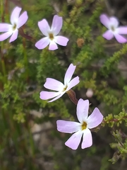 Jamesbrittenia calciphila (Jamesbrittenia calciphila)