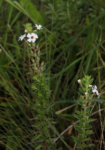 Jamesbrittenia carvalhoi (Jamesbrittenia carvalhoi)