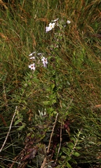 Jamesbrittenia carvalhoi (Jamesbrittenia carvalhoi)