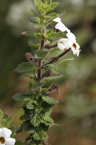 Jamesbrittenia carvalhoi (Jamesbrittenia carvalhoi)
