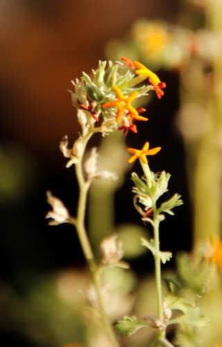 Jamesbrittenia chenopodioides (Jamesbrittenia chenopodioides)