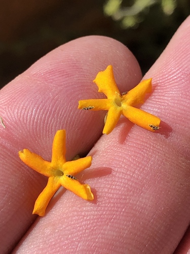 Jamesbrittenia chenopodioides (Jamesbrittenia chenopodioides)