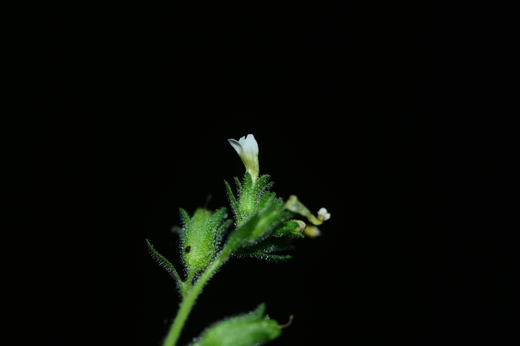 Jamesbrittenia dissecta (Jamesbrittenia dissecta)