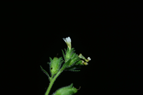 Jamesbrittenia dissecta (Jamesbrittenia dissecta)