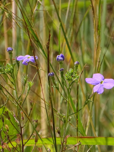 Jamesbrittenia grandiflora (Jamesbrittenia grandiflora)