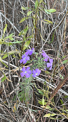 Jamesbrittenia grandiflora (Jamesbrittenia grandiflora)