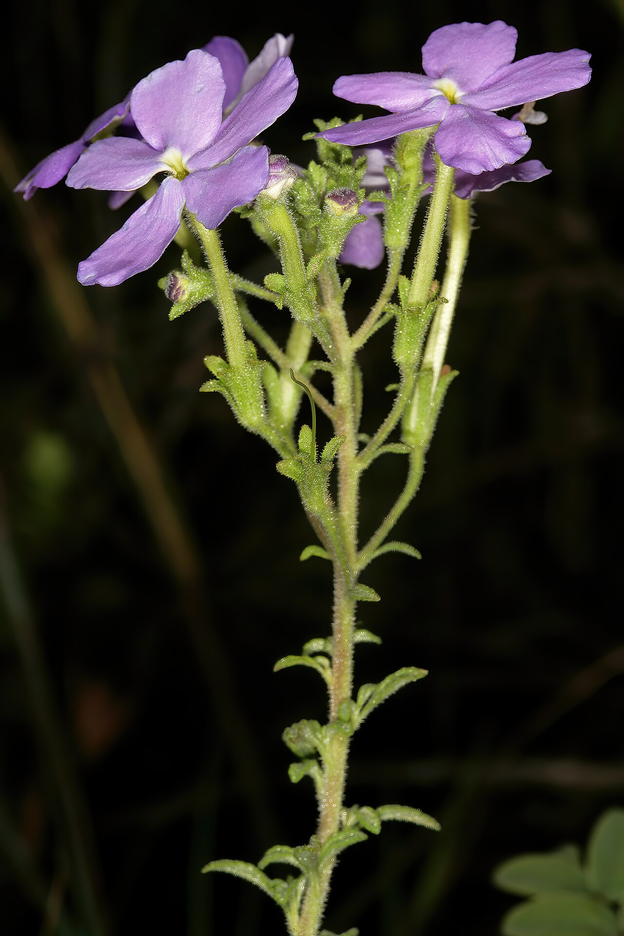 Jamesbrittenia grandiflora: Jamesbrittenia grandiflora , flowers; vicinity of Barbrook Mine, Barberton, Mpumalanga, South Africa