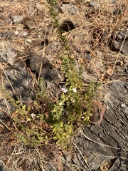 Jamesbrittenia grandiflora (Jamesbrittenia grandiflora)