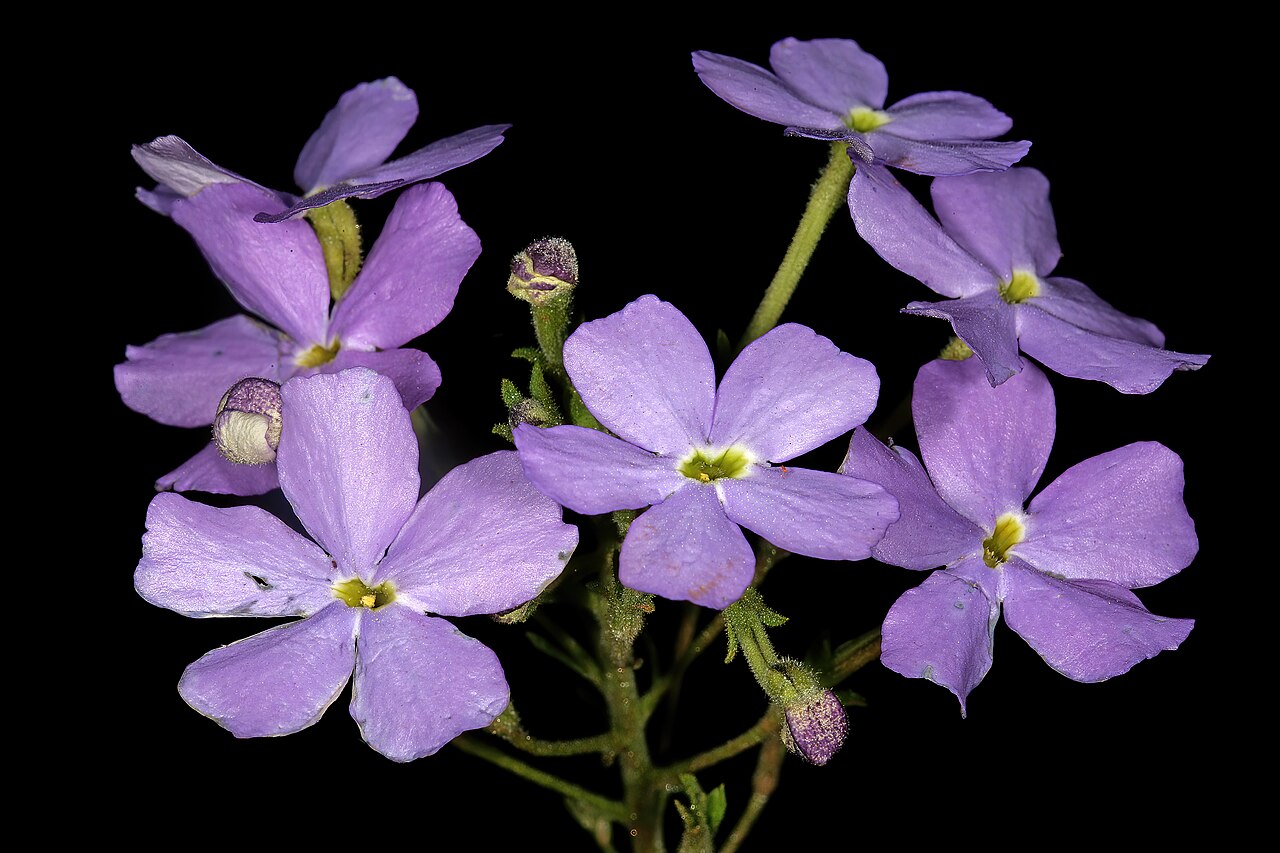 Jamesbrittenia grandiflora: Jamesbrittenia grandiflora , flowers; vicinity of Barbrook Mine, Barberton, Mpumalanga, South Africa