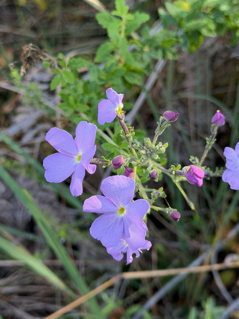 Jamesbrittenia grandiflora (Jamesbrittenia grandiflora)