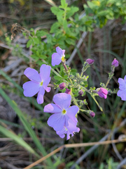 Jamesbrittenia grandiflora (Jamesbrittenia grandiflora)