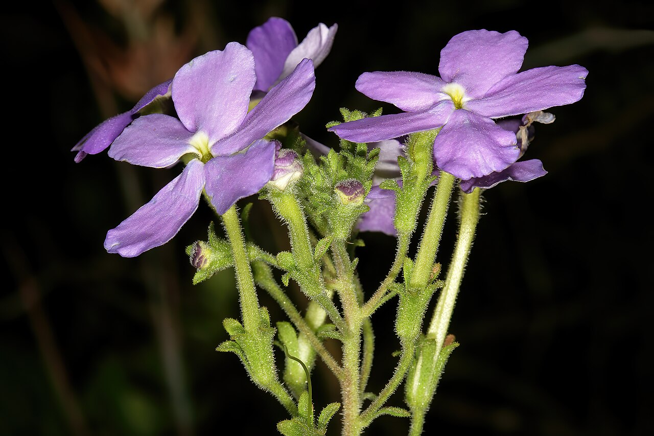 Jamesbrittenia grandiflora: Jamesbrittenia grandiflora , flowers; vicinity of Barbrook Mine, Barberton, Mpumalanga, South Africa