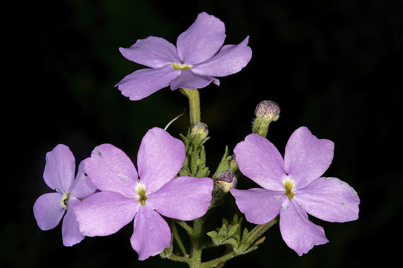 Jamesbrittenia grandiflora: Jamesbrittenia grandiflora , flowers; vicinity of Barbrook Mine, Barberton, Mpumalanga, South Africa
