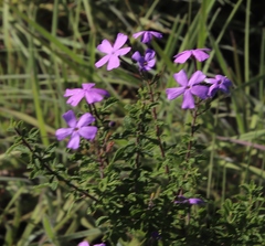 Jamesbrittenia grandiflora (Jamesbrittenia grandiflora)