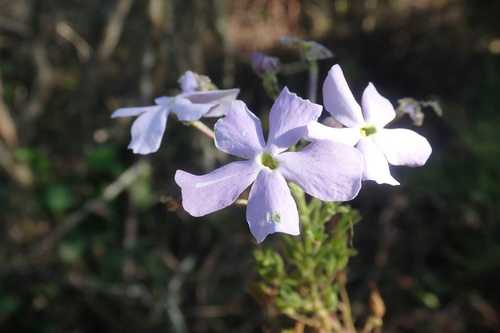 Jamesbrittenia grandiflora (Jamesbrittenia grandiflora)