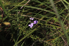 Jamesbrittenia grandiflora (Jamesbrittenia grandiflora)