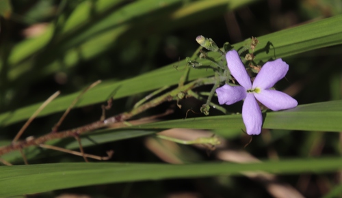 Jamesbrittenia grandiflora (Jamesbrittenia grandiflora)