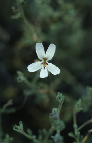 Jamesbrittenia incisa (Jamesbrittenia incisa)