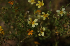 Jamesbrittenia lyperioides (Jamesbrittenia lyperioides)
