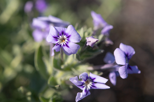 Jamesbrittenia maxii (Jamesbrittenia maxii)