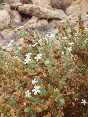 Jamesbrittenia maxii (Jamesbrittenia maxii)
